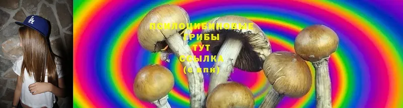 даркнет сайт  Бахчисарай  Галлюциногенные грибы Psilocybe 